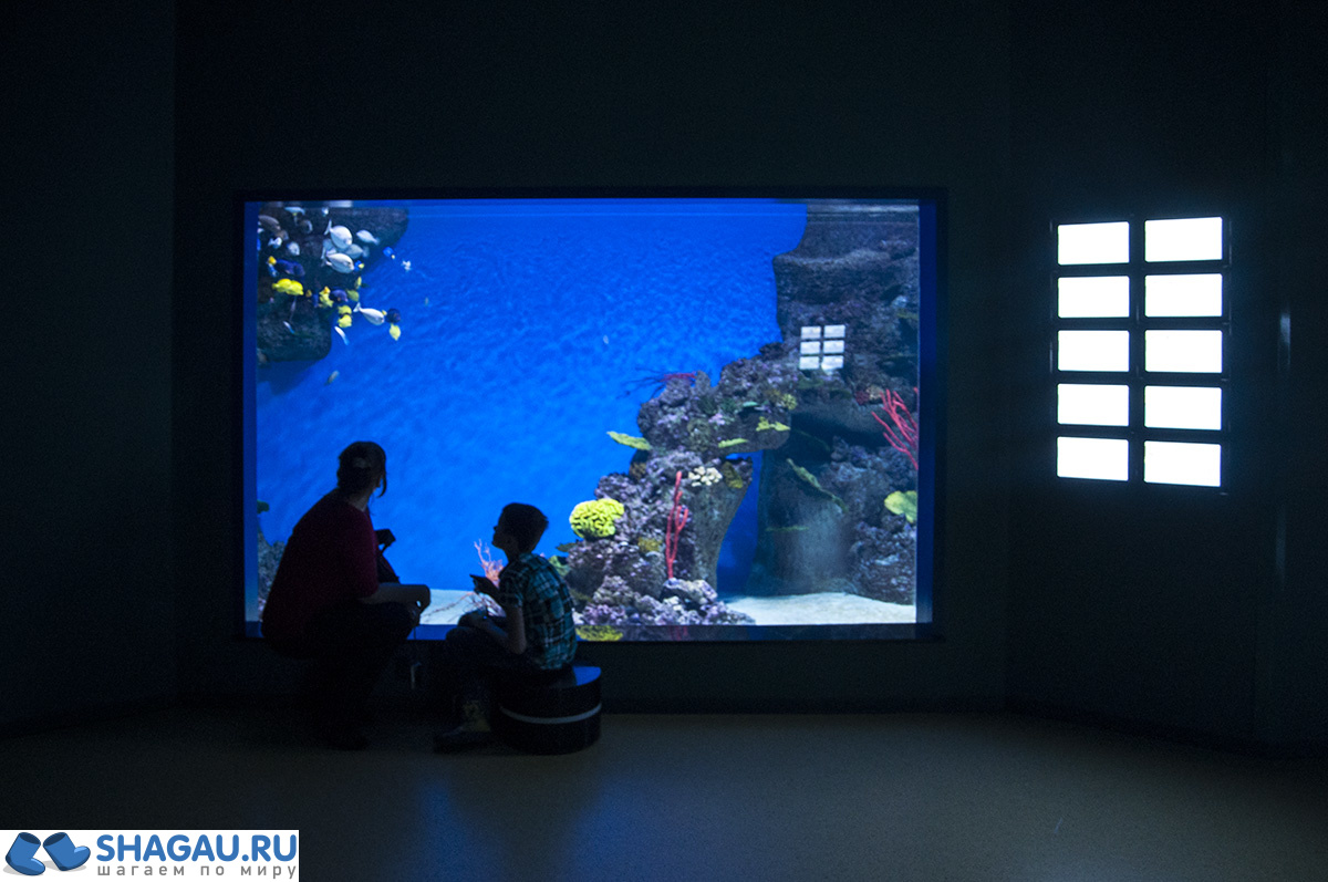 Москвариум: отзыв о посещении самого большого океанариума в Европе и водного шоу фотография 33
