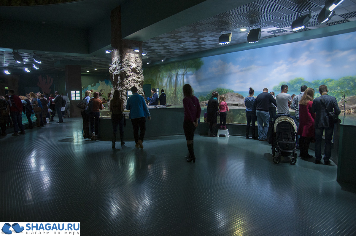 Москвариум: отзыв о посещении самого большого океанариума в Европе и водного шоу фотография 21