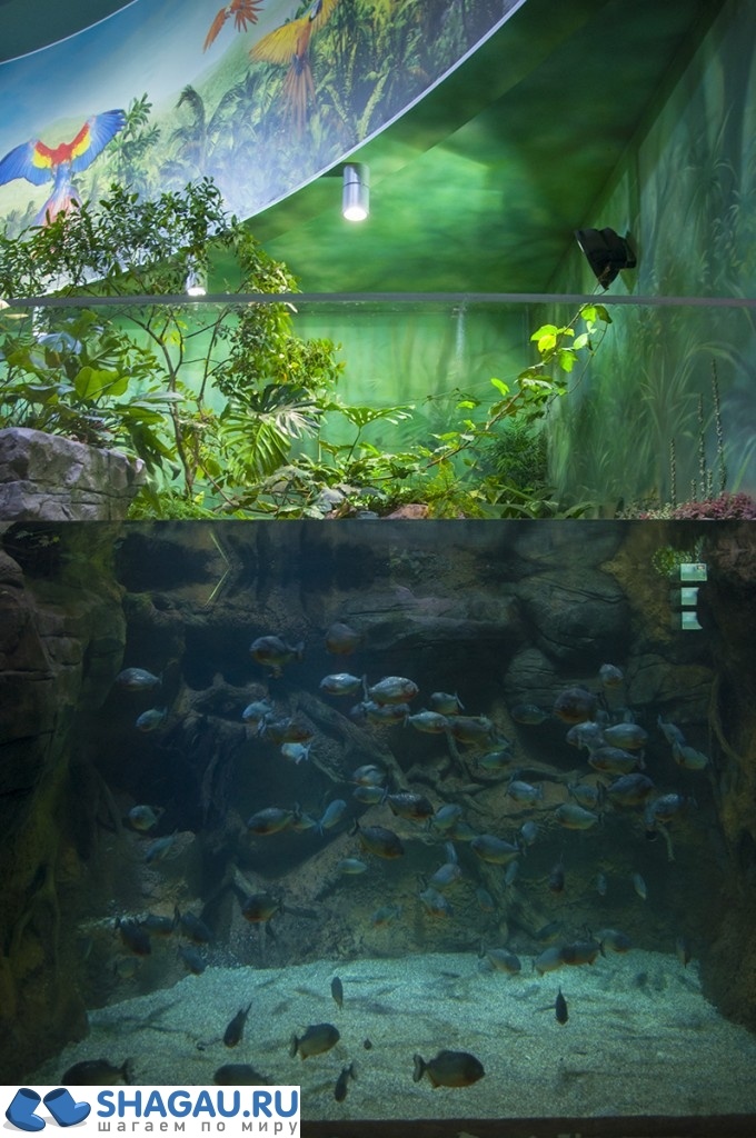 Москвариум: отзыв о посещении самого большого океанариума в Европе и водного шоу фотография 15