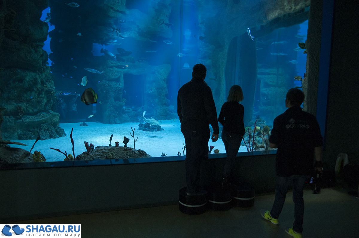 Москвариум: отзыв о посещении самого большого океанариума в Европе и водного шоу фотография 31