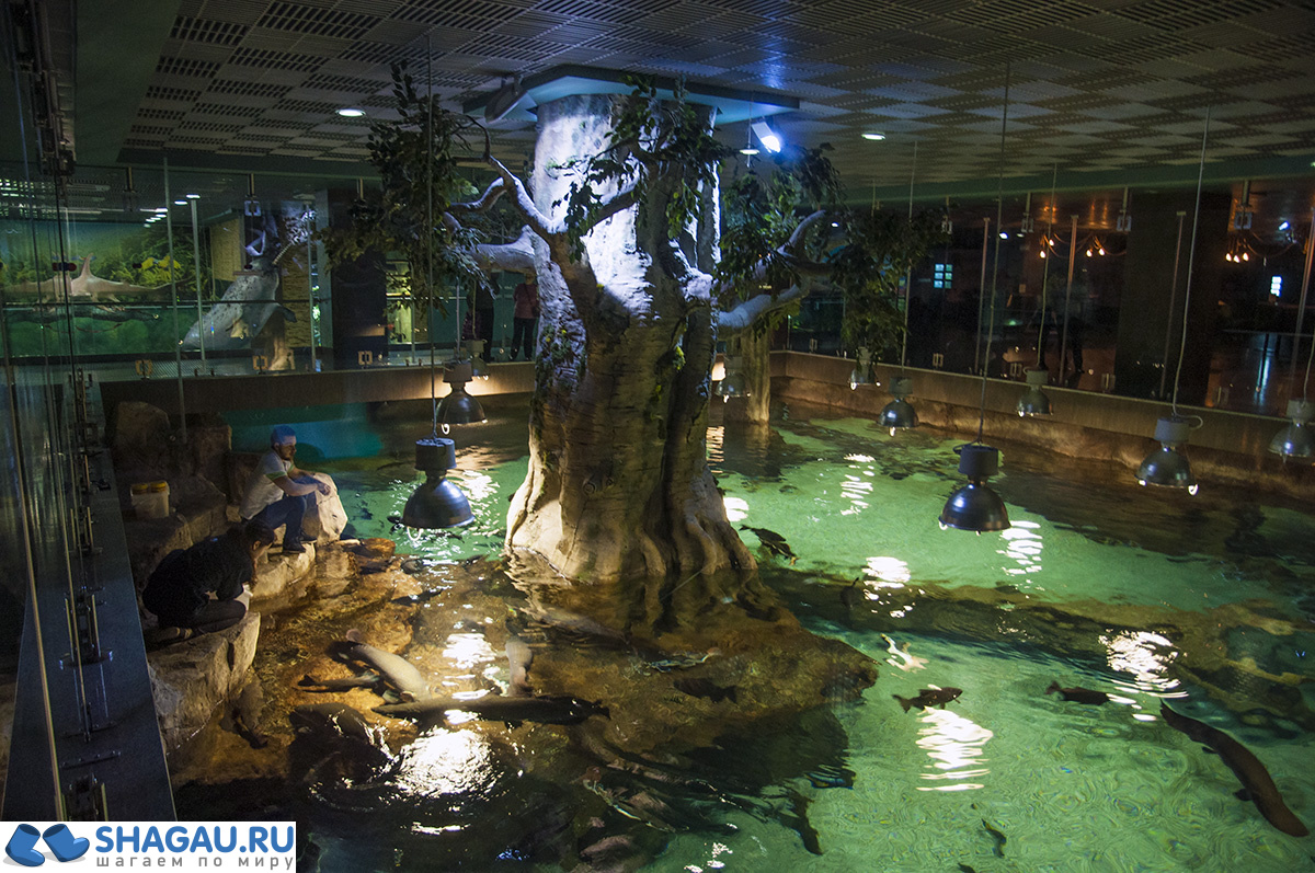 Москвариум: отзыв о посещении самого большого океанариума в Европе и водного шоу фотография 23