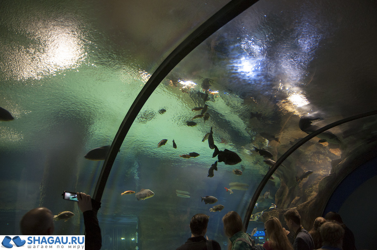 Москвариум: отзыв о посещении самого большого океанариума в Европе и водного шоу фотография 17