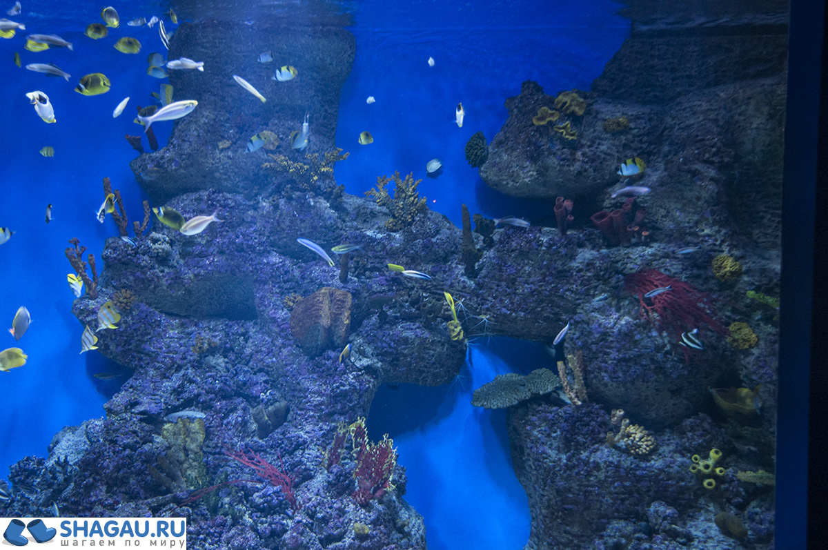 Москвариум: отзыв о посещении самого большого океанариума в Европе и водного шоу фотография 4