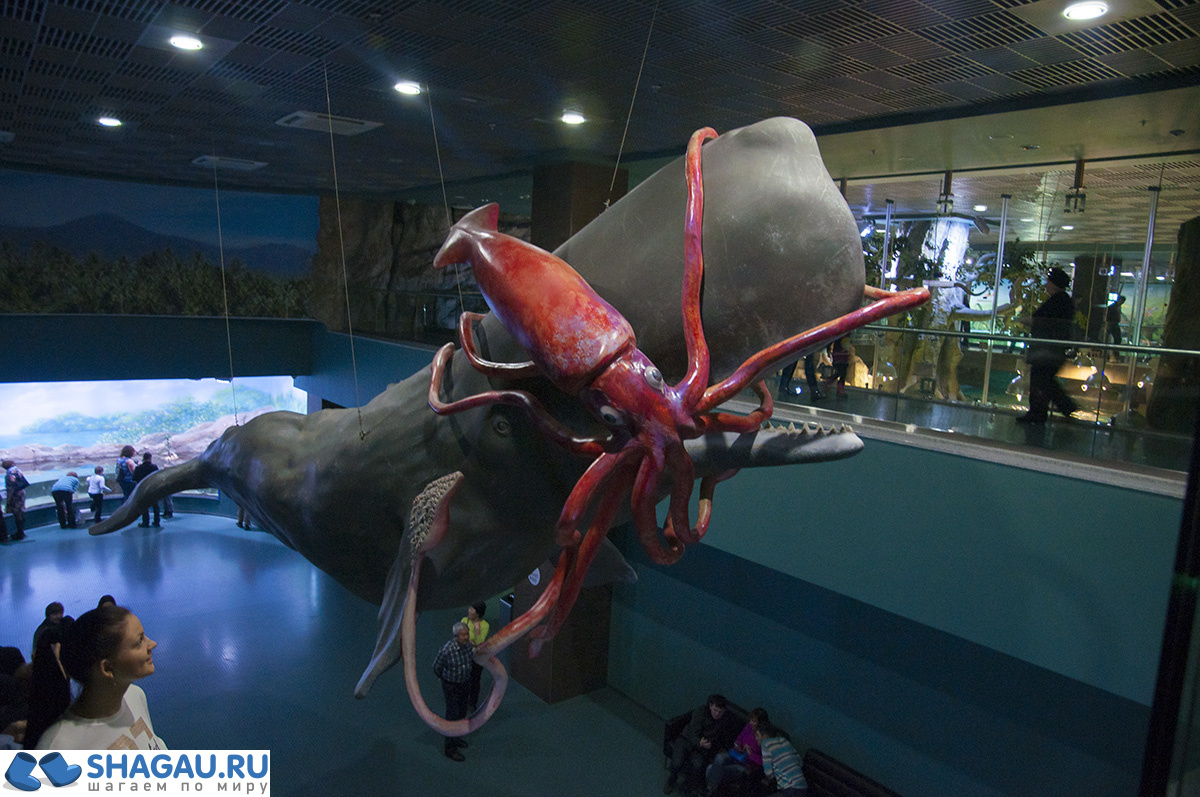 Москвариум: отзыв о посещении самого большого океанариума в Европе и водного шоу фотография 22