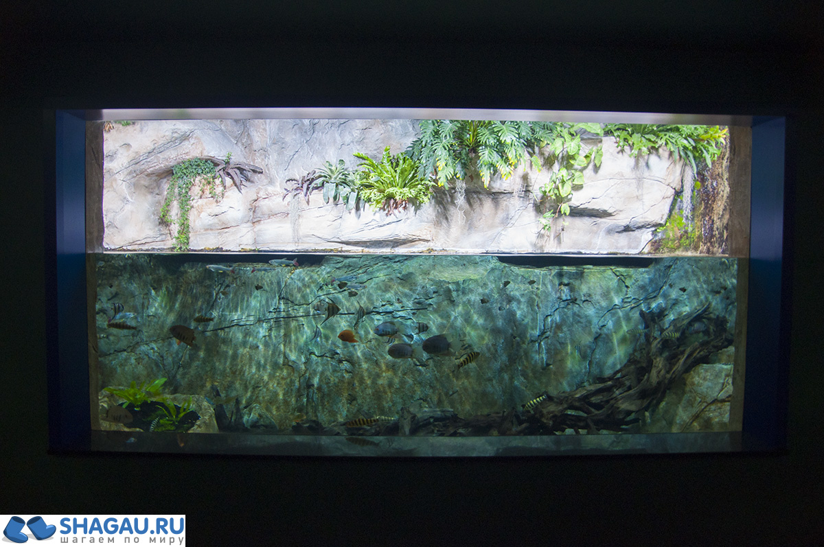 Москвариум: отзыв о посещении самого большого океанариума в Европе и водного шоу фотография 34