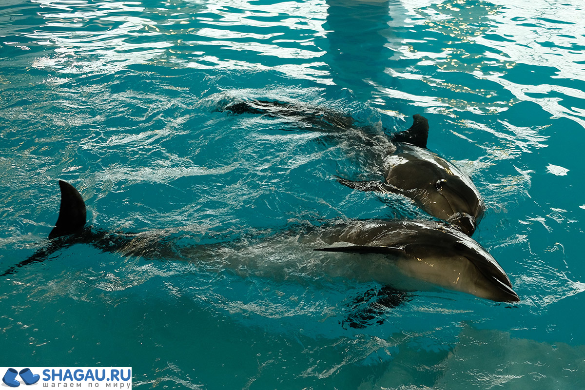 Где поплавать в Москве с дельфинами: цены и впечатления фотография 2