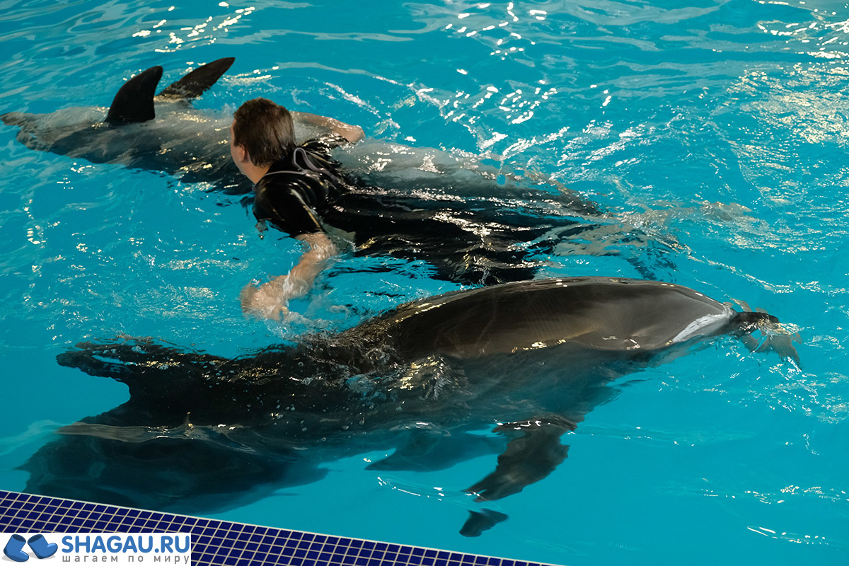 Где поплавать в Москве с дельфинами: цены и впечатления фотография 10