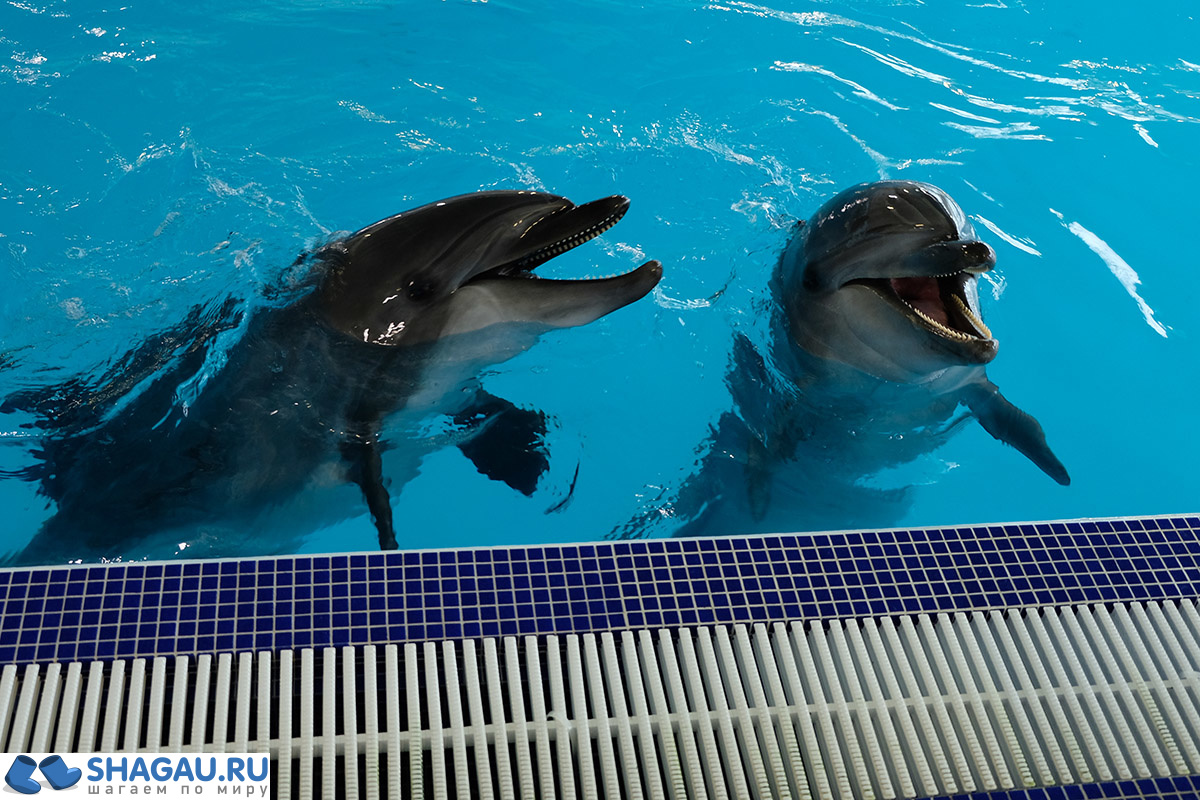 Где поплавать в Москве с дельфинами: цены и впечатления фотография 1