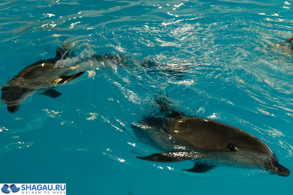 Где поплавать в Москве с дельфинами: цены и впечатления фотография 11