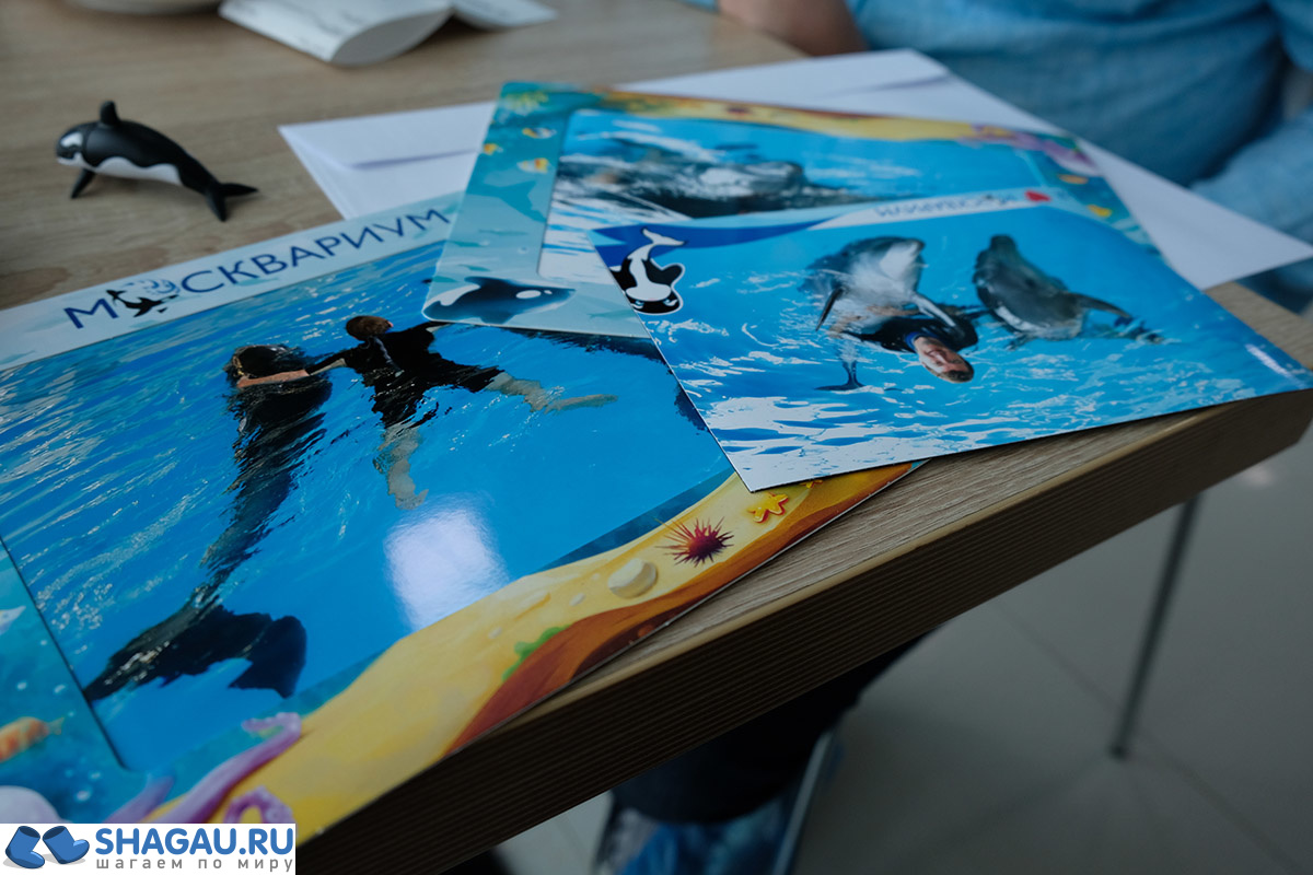 Где поплавать в Москве с дельфинами: цены и впечатления фотография 12