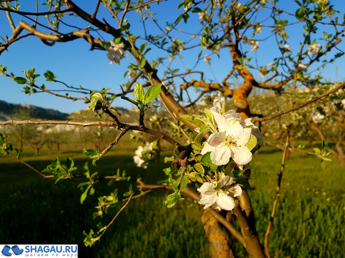 Цветение яблонь в Крыму